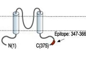 anti-Potassium Inwardly-Rectifying Channel, Subfamily J, Member 15 (KCNJ15) (AA 347-366), (C-Term), (Intracellular) antibody