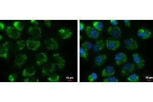 ICC/IF Image UQCRFS1 antibody [N1C3] detects UQCRFS1 protein at mitochondria by immunofluorescent analysis. (UQCRFS1 Antikörper)