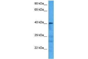 Host:  Mouse  Target Name:  AGER  Sample Tissue:  Mouse Pancreas  Antibody Dilution:  1ug/ml (RAGE Antikörper  (N-Term))