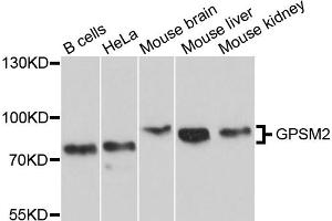 Western blot analysis of extracts of various cell lines, using GPSM2 antibody (ABIN5997836) at 1/1000 dilution. (GPSM2 Antikörper)