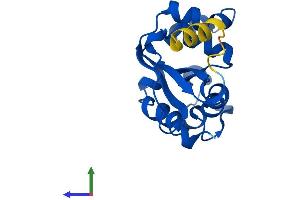 Protein Structure (PS) image for NME/NM23 Nucleoside Diphosphate Kinase 3 (NME3) (AA 1-169) protein (His tag) (ABIN7556307)