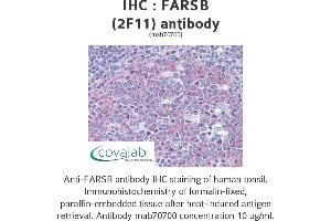 Image no. 2 for anti-Phenylalanyl-tRNA Synthetase, beta Subunit (FARSB) (AA 234-342) antibody (ABIN1723557) (FARSB Antikörper  (AA 234-342))