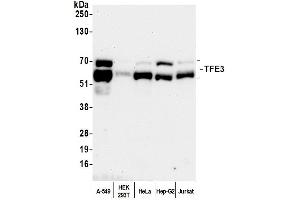Western Blotting (WB) image for anti-Transcription Factor E3 (TFE3) (AA 500-550) antibody (ABIN7450812)