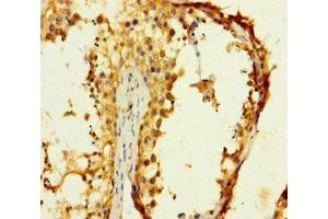 Immunohistochemistry of paraffin-embedded human testis tissue using ABIN7148974 at dilution of 1:100 (CST11 Antikörper  (AA 1-138))