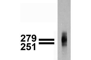 Immunoblotting: use at 1-2ug/ml. (Cav3.1 Ca2+ Channel (AA 2052-2172), (C-Term) Antikörper)