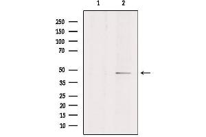 Western blot analysis of extracts from Hela, using EDNRA Antibody. (Endothelin-1 Receptor Antikörper  (C-Term))