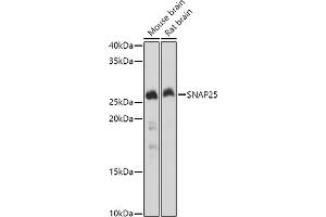 Western Blotting (WB) image for anti-Synaptosomal-Associated Protein, 25kDa (SNAP25) (AA 1-206) antibody (ABIN3021232)