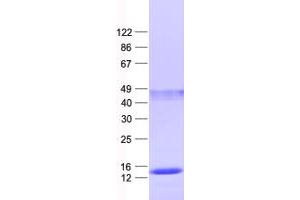 Validation with Western Blot (MRPS33 Protein (His tag))