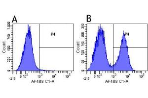 Flow-cytometry using anti-complement receptors 1 & 2 antibody 7G6   Mouse lymphocytes were stained with an isotype control (panel A) or the rabbit-chimeric version of 7G6 ( panel B) at a concentration of 1 µg/ml for 30 mins at RT.