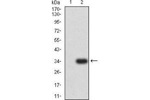 Western blot analysis using CD3D mAb against HEK293 (1) and CD3D (AA: 127-171)-hIgGFc transfected HEK293 (2) cell lysate. (CD3D Antikörper  (AA 127-171))