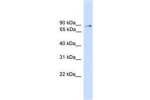 Image no. 1 for anti-Phosphoinositide-3-Kinase, Regulatory Subunit 5 (PIK3R5) (AA 471-520) antibody (ABIN6745559) (PIK3R5 Antikörper  (AA 471-520))