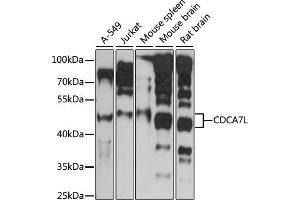 Western blot analysis of extracts of various cell lines, using CDCL antibody (ABIN7266264) at 1:1000 dilution. (CDCA7L Antikörper  (AA 1-300))