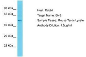 Image no. 1 for anti-Ets Variant 3 (ETV3) (AA 441-490) antibody (ABIN6750268) (ETV3 Antikörper  (AA 441-490))