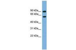 Image no. 1 for anti-NGFI-A Binding Protein 2 (EGR1 Binding Protein 2) (NAB2) (AA 401-450) antibody (ABIN6744541) (NAB2 Antikörper  (AA 401-450))