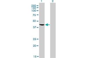 Western Blotting (WB) image for anti-TAR DNA Binding Protein (TARDBP) (AA 1-260) antibody (ABIN565080)