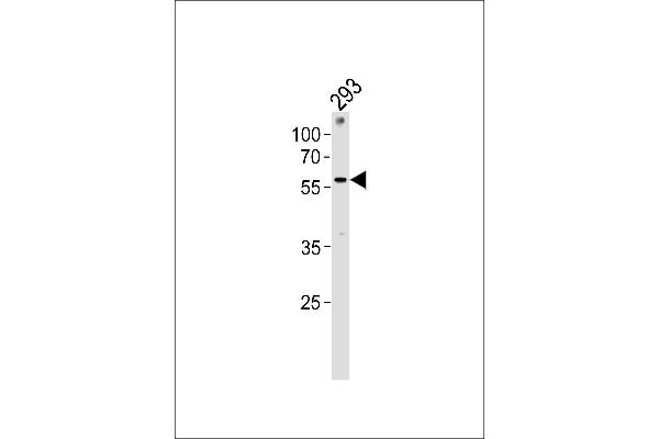 ZNF76 Antikörper  (C-Term)