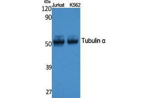 Western Blotting (WB) image for anti-alpha Tubulin (TUBA1) (C-Term) antibody (ABIN3178084) (alpha Tubulin Antikörper  (C-Term))