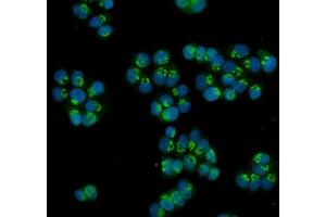 IF analysis of HOXC13 using anti-HOXC13 antibody (ABIN7602314). (HOXC13 Antikörper  (AA 7-155))