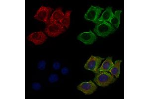 ABIN6265513 and ABIN6276479 staining HepG2 cells by IF/ICC. (TDGF1 Antikörper  (Internal Region))