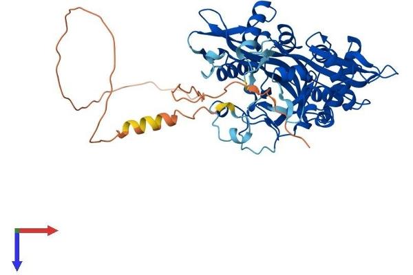 NMT2 Protein (AA 1-498) (His tag)