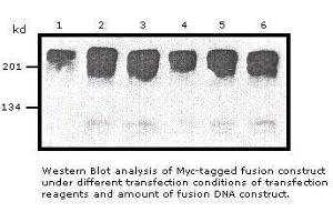 Image no. 1 for anti-Myc Tag antibody (ABIN274261) (Myc Tag Antikörper)