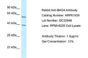 Western Blotting (WB) image for anti-BCL2-Associated Athanogene 4 (BAG4) (C-Term) antibody (ABIN970178) (BAG4 Antikörper  (C-Term))
