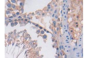 IHC-P analysis of Rat Testis Tissue, with DAB staining. (PF4 Antikörper  (AA 30-105))