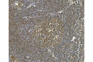 IHC analysis of Hsc70 using anti-Hsc70 antibody (ABIN7601962). (Hsc70 Antikörper  (AA 520-614))