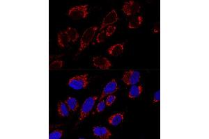 Confocal immunofluorescence analysis of U2OS cells using MRPS31 Polyclonal Antibody (ABIN6133059, ABIN6144045, ABIN6144046 and ABIN6216735) at dilution of 1:200. (MRPS31 Antikörper  (AA 66-395))