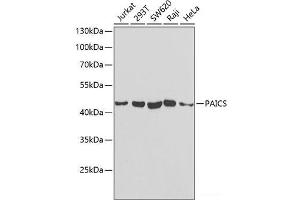 Western blot analysis of extracts of various cell lines using PAICS Polyclonal Antibody at dilution of 1:1000.