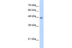 WB Suggested Anti-KYNU Antibody Titration:  5.