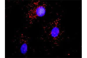 Proximity Ligation Analysis of protein-protein interactions between ACTN1 and CAMK2A. (ACTN1 Antikörper  (AA 1-892))