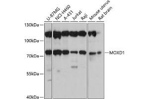 Western blot analysis of extracts of various cell lines, using MOXD1 antibody (ABIN6133069, ABIN6143954, ABIN6143955 and ABIN6220708) at 1:3000 dilution. (MOXD1 Antikörper  (AA 390-590))
