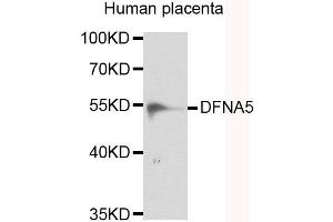 Western blot analysis of extracts of human placenta, using DFNA5 antibody. (DFNA5 Antikörper)