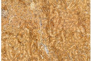ABIN6261603 and ABIN6272958 at 1/100 staining Rat kidney tissue by IHC-P. (PDIA4 Antikörper  (Internal Region))