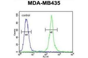 Flow cytometric analysis of MDA-MB435 cells (right histogram) compared to a negative control cell (left histogram) using MRM1 Antibody (N-term), followed by FITC-conjugated goat-anti-rabbit secondary antibodies. (MRM1 Antikörper  (N-Term))