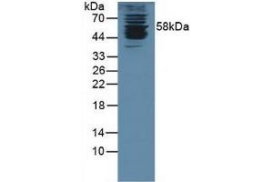 Detection of KPNa1 in Human K562 Cells using Polyclonal Antibody to Karyopherin Alpha 1 (KPNa1) (KPNA1 Antikörper  (AA 239-506))
