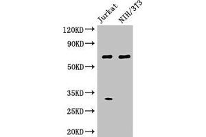 Western Blot Positive WB detected in: Jurkat whole cell lysate, NIH/3T3 whole cell lysate All lanes: FANCC antibody at 3 μg/mL Secondary Goat polyclonal to rabbit IgG at 1/50000 dilution Predicted band size: 64 kDa Observed band size: 64 kDa (FANCC Antikörper  (AA 1-210))