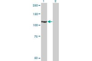 Western Blot analysis of IARS expression in transfected 293T cell line by IARS monoclonal antibody (M03), clone 3D3. (IARS Antikörper  (AA 1172-1262))