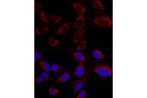 Confocal immunofluorescence analysis of U2OS cells using HADHA Polyclonal Antibody (ABIN6131741, ABIN6141585, ABIN6141587 and ABIN6217258) at dilution of 1:100.