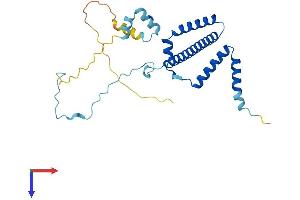 RRP36 Protein (AA 1-259) (His tag)