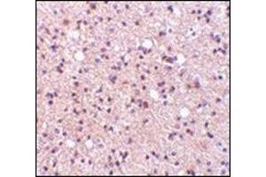 Immunohistochemistry of NPAS3 in human brain tissue with this product at 5 μg/ml. (NPAS3 Antikörper  (Center))