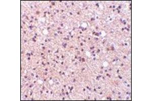 Immunohistochemistry of NPAS3 in human brain tissue with this product at 5 μg/ml. (NPAS3 Antikörper  (Center))