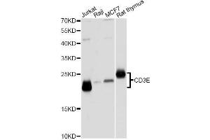 Western blot analysis of extracts of various cell lines, using CD3E Antibody. (CD3 epsilon Antikörper  (C-Term))