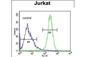 ANGEL1 Antibody (C-term) (ABIN652892 and ABIN2842577) flow cytometric analysis of Jurkat cells (right histogram) compared to a negative control cell (left histogram). (ANGEL1 Antikörper  (C-Term))