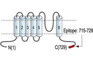 anti-Transient Receptor Potential Cation Channel, Subfamily V, Member 5 (TRPV5) (AA 715-729), (C-Term), (Intracellular) antibody