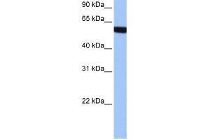 WB Suggested Anti-hCG_1646157 Antibody Titration:  0. (Zinc Finger Protein 891 (ZNF891) (Middle Region) Antikörper)