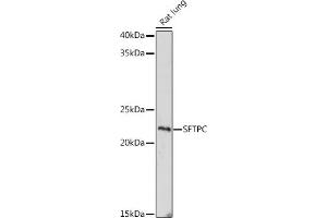 Western blot analysis of extracts of Rat lung, using SFTPC antibody (ABIN6128207, ABIN6147689, ABIN6147690 and ABIN6215458) at 1:1000 dilution. (Surfactant Protein C Antikörper  (AA 1-197))