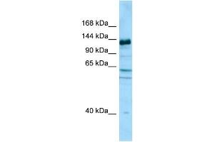 WB Suggested Anti-CAPRIN2 Antibody Titration: 1. (CAPRIN2 Antikörper  (C-Term))