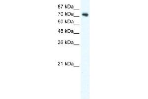 DVL1 antibody used at 2.